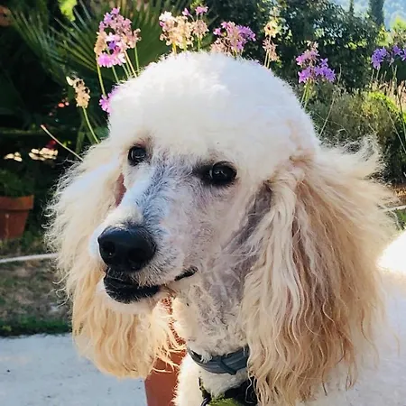 Casa San Miguel 乡村民宿